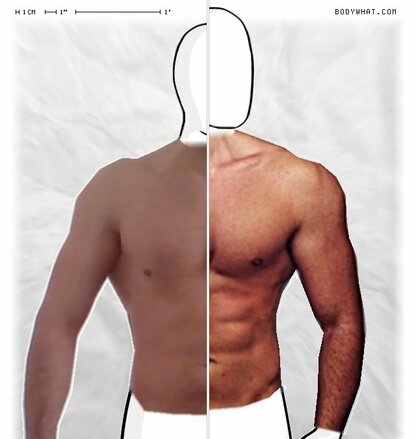 Torso Comparison