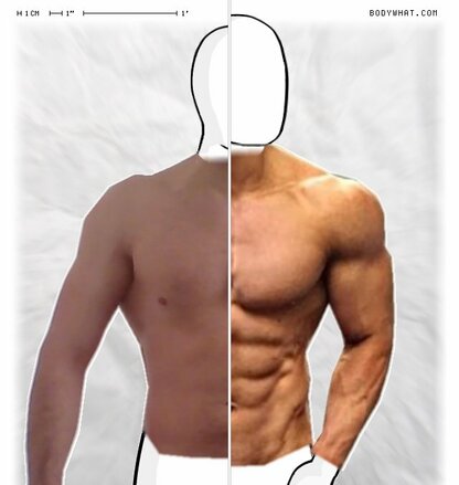 Torso Comparison