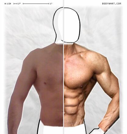 Torso Comparison