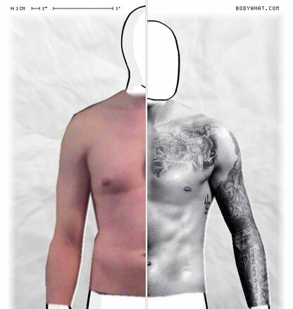 Torso Comparison