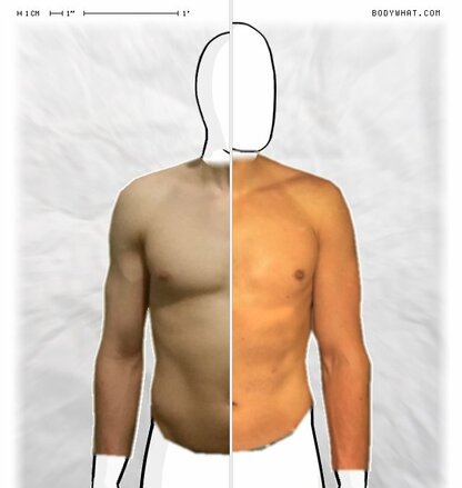 Torso Comparison