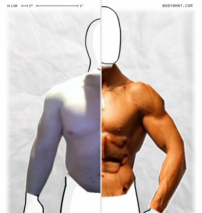 Torso Comparison