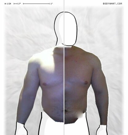 Torso Comparison