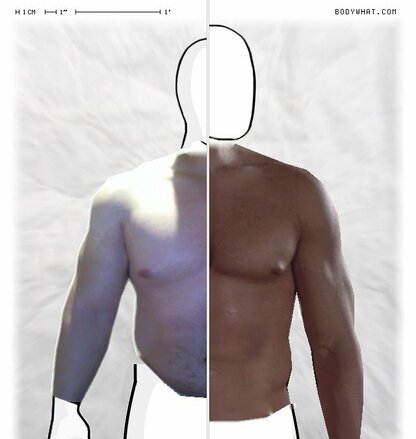 Torso Comparison