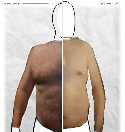 Torso Comparison