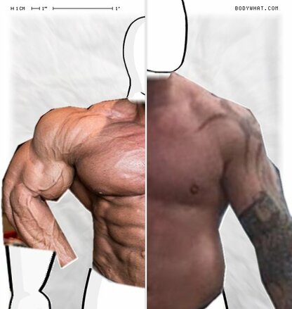 Torso Comparison