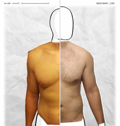 Torso Comparison