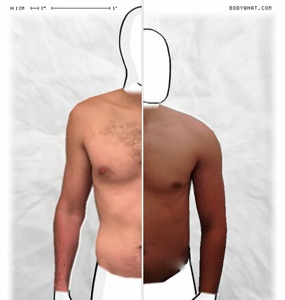 Torso Comparison