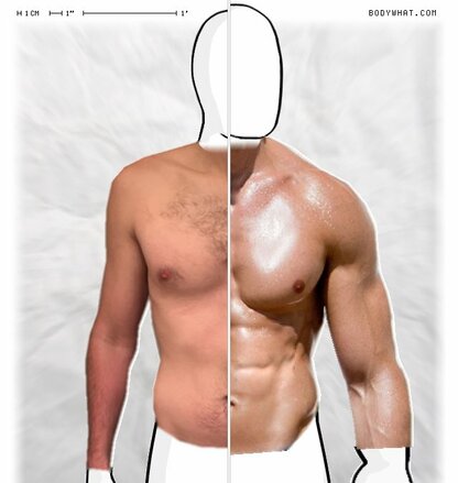 Torso Comparison