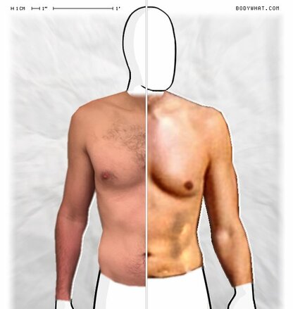 Torso Comparison