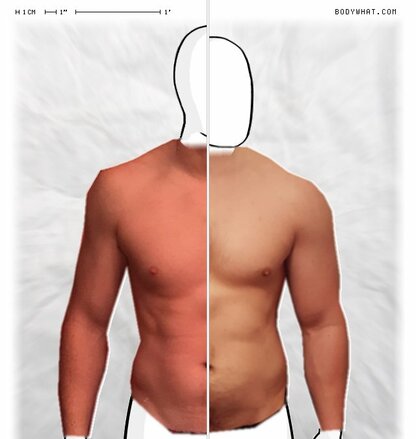 Torso Comparison