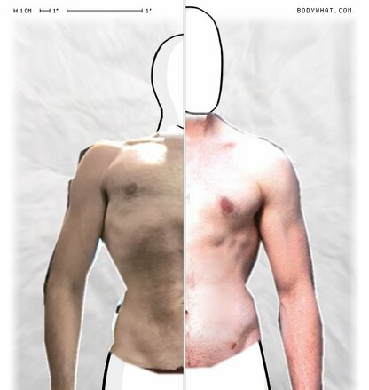Torso Comparison