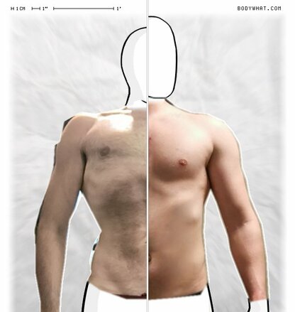 Torso Comparison