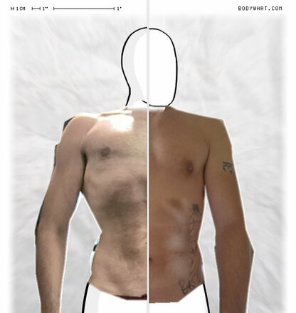 Torso Comparison