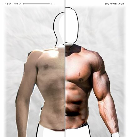 Torso Comparison