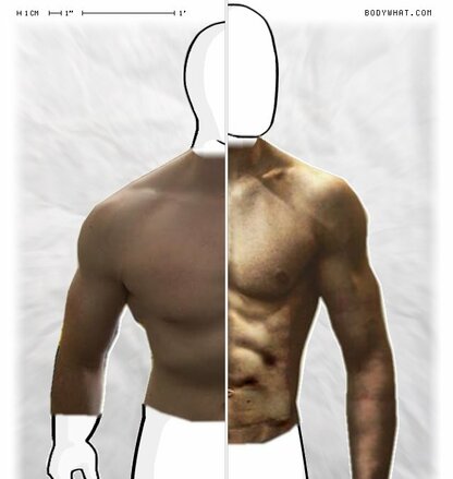 Torso Comparison