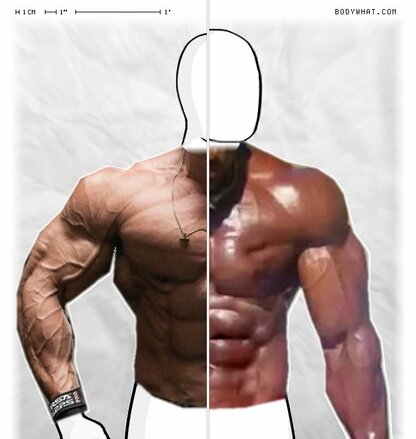 Torso Comparison