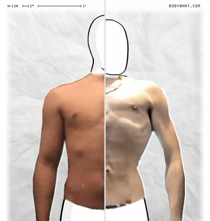 Torso Comparison