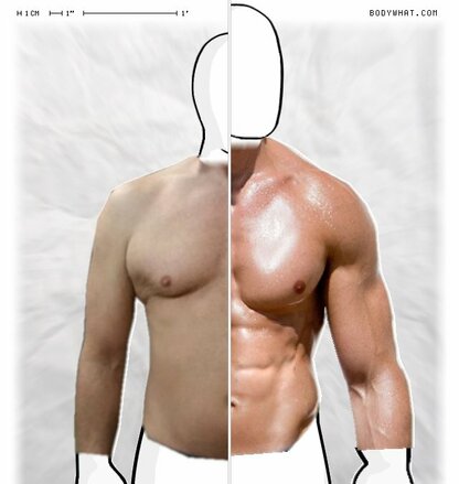 Torso Comparison