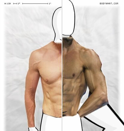 Torso Comparison