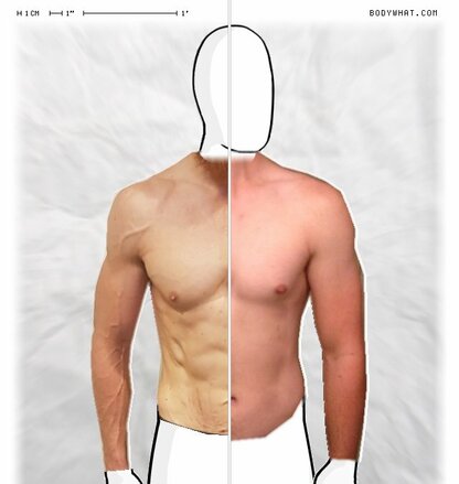 Torso Comparison