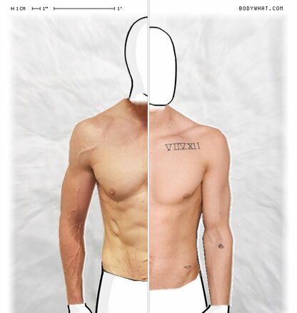 Torso Comparison