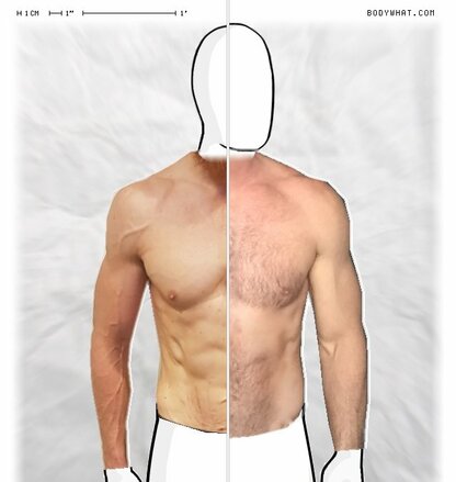 Torso Comparison