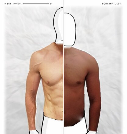 Torso Comparison