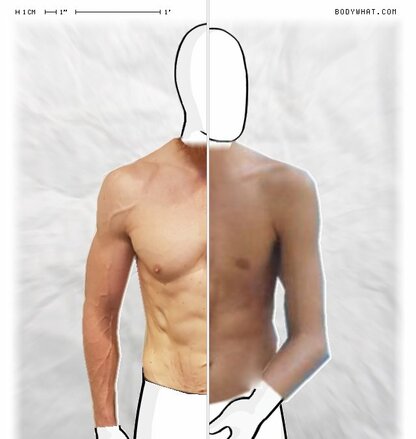 Torso Comparison