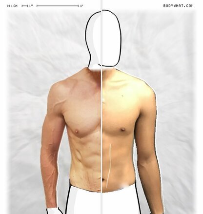 Torso Comparison