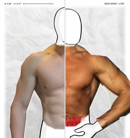 Torso Comparison