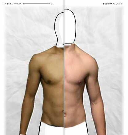 Torso Comparison