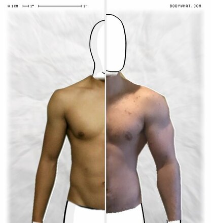 Torso Comparison