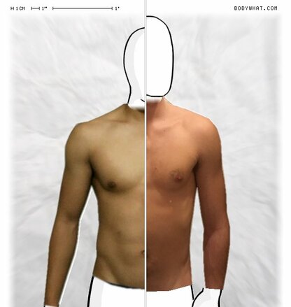 Torso Comparison