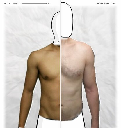 Torso Comparison