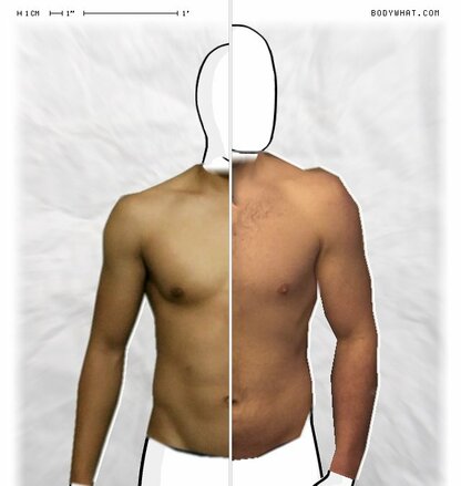 Torso Comparison