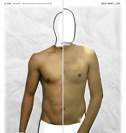 Torso Comparison