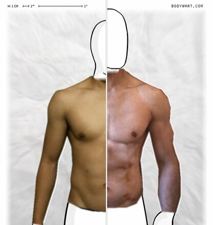 Torso Comparison