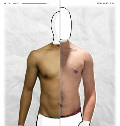 Torso Comparison