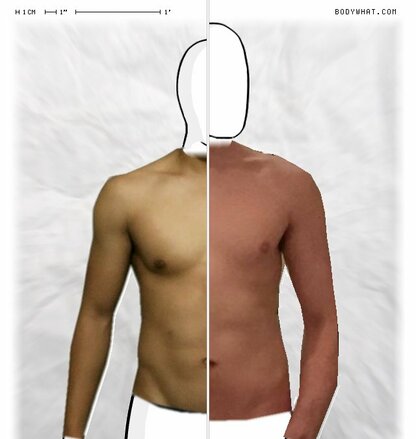 Torso Comparison