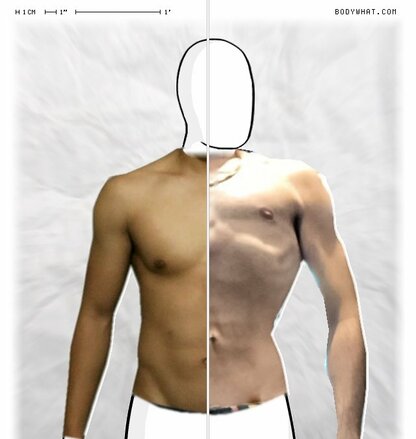 Torso Comparison