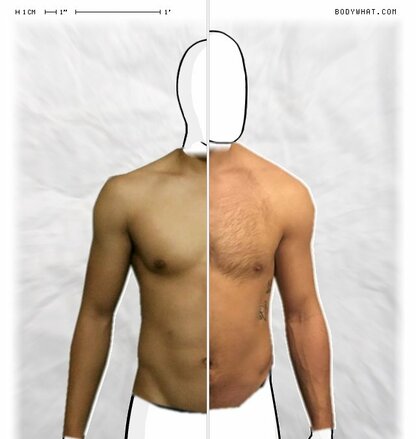 Torso Comparison