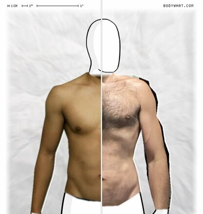 Torso Comparison