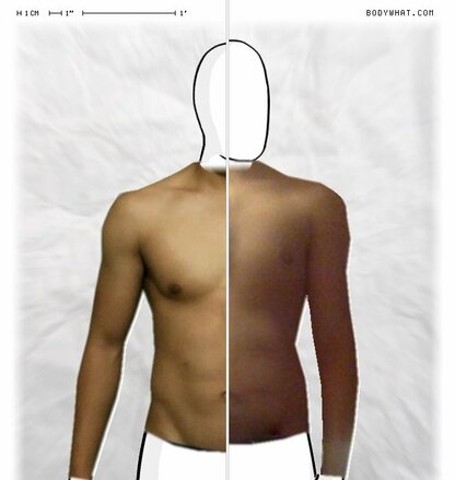 Torso Comparison