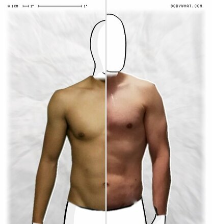 Torso Comparison