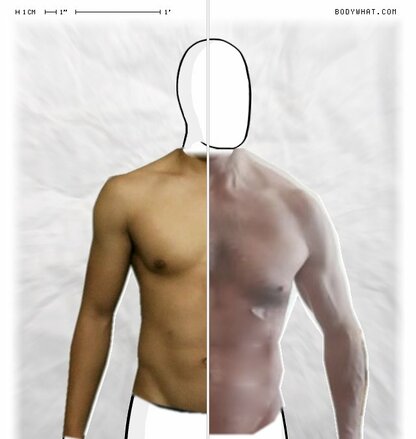 Torso Comparison