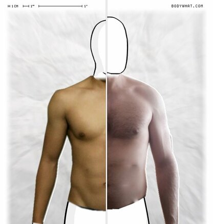 Torso Comparison