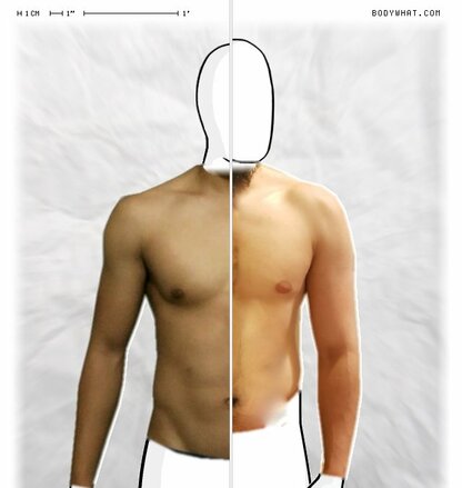 Torso Comparison