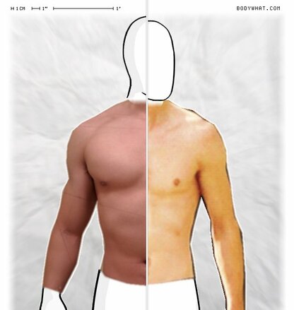 Torso Comparison