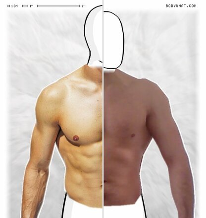 Torso Comparison